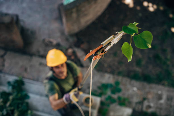 Best Arborist Consultation Services  in South Blooming Grove, NY