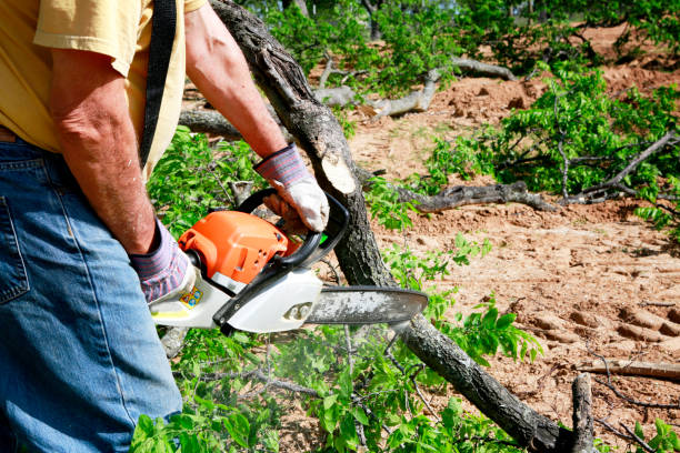 How Our Tree Care Process Works  in South Blooming Grove, NY